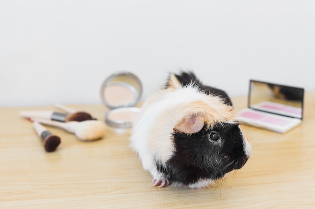 Free Photo portrait of guinea with cosmetics product on wooden desk against white backdrop