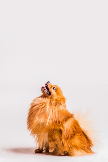 Free Photo portrait of hairy spitz looking up over white background