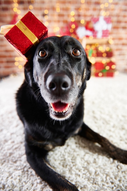 Free photo portrait of happy dog in christmas time