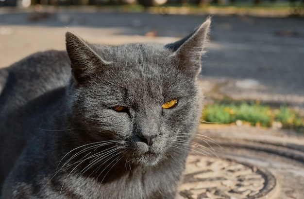 Free Photo portrait of a homeless gray cat sitting on the ground, on the cover of a well. close up, selective focus. abandoned animals problems