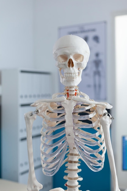 Portrait of human body skeleton standing in empty hospital doctors office used as medical instrument during osteopathy consultation. Osteopathy room equipped with bones structure. Healthcare services