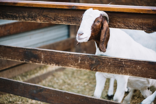 Free photo portrait of kid in the barn