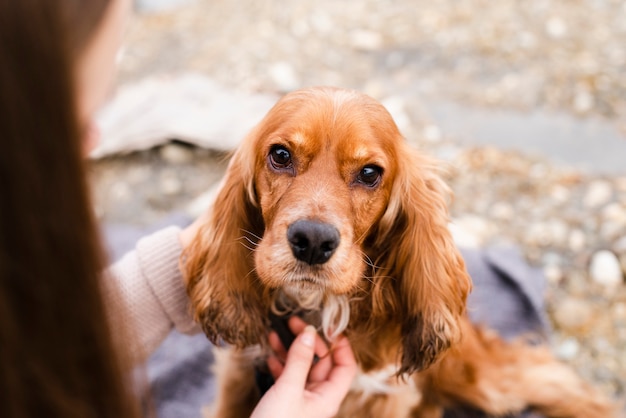 Portrait of lovely cocker spaniel