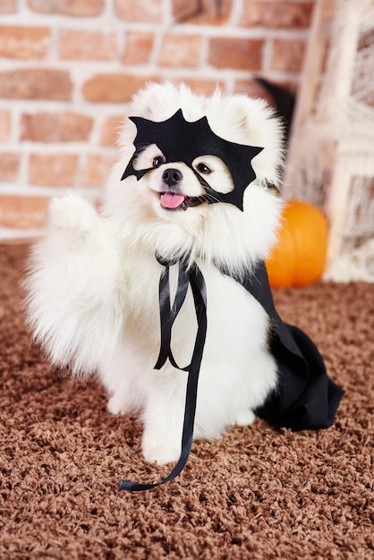 Free Photo portrait of playful dog in halloween costume