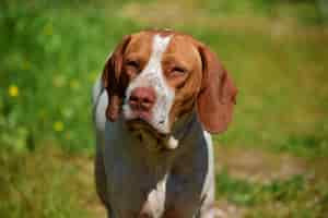 Free photo portrait of a pointer mix hunting dog  in the maltese countryside