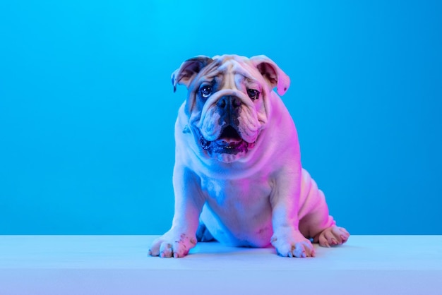 Free photo portrait of purebred dog english bulldog posing isolated over studio background in neon blue light concept of motion action pets love animal life