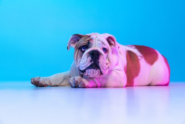 Free photo portrait of purebred dog english bulldog posing isolated over studio background in neon blue light concept of motion action pets love animal life