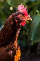 Free photo portrait of a rooster