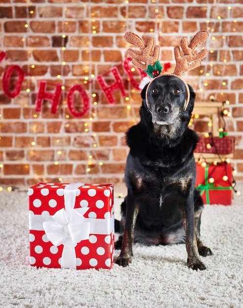 Free photo portrait of sad dog with reindeer's antlers and christmas present