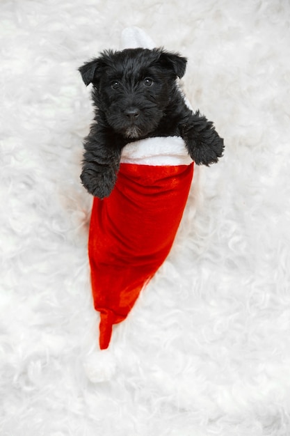 Free Photo portrait of scottish terrier puppy on white