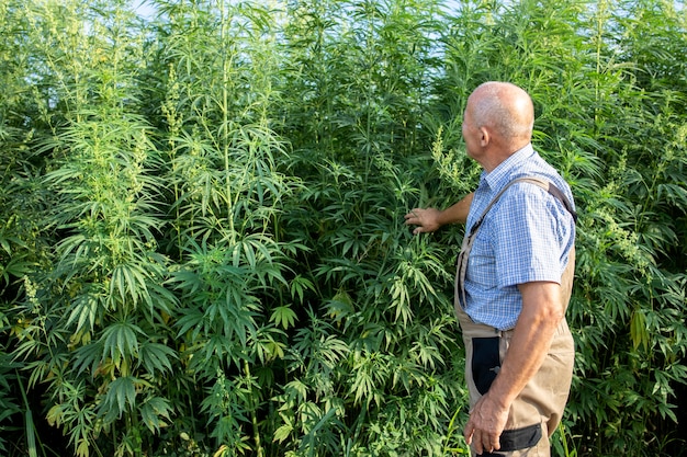 Free photo portrait of senior agronomist looking at hemp or cannabis plants in the field and cannabis sativa plant