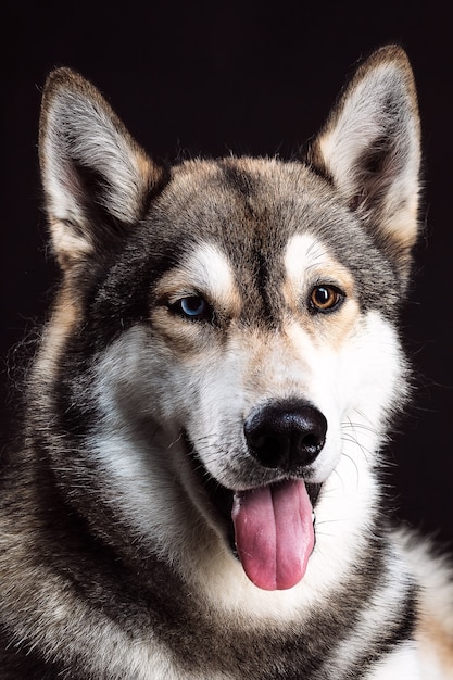 Portrait of Siberian Husky with different colored eyes on black