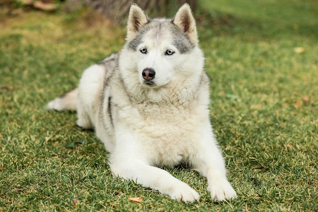 Free Photo portrait of siberian husky