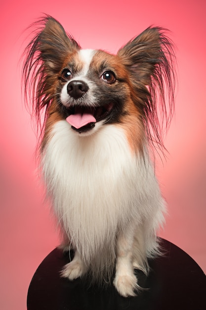  portrait of a small yawning puppy Papillon