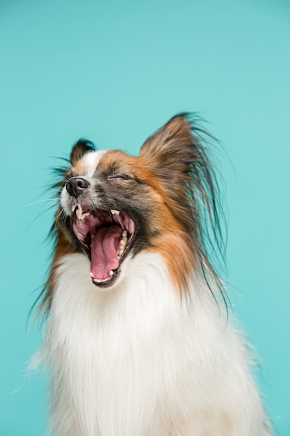 Free photo portrait of a small yawning puppy papillon