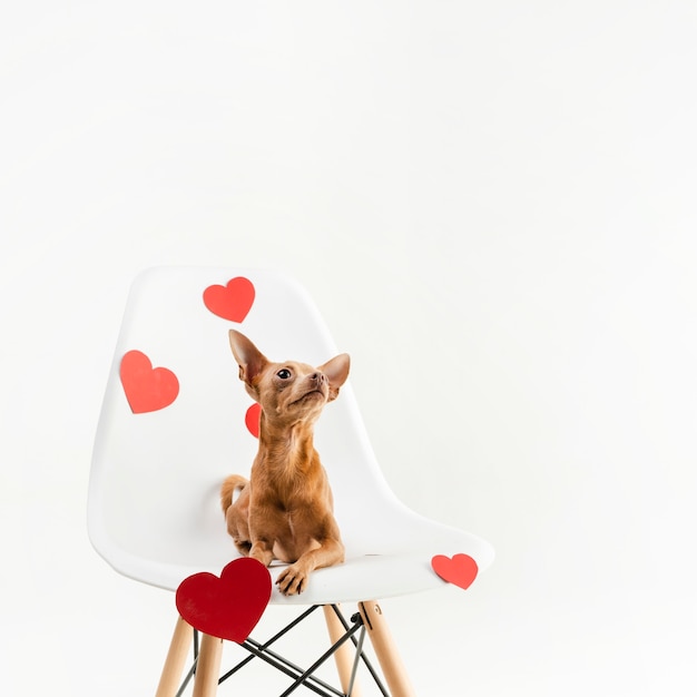 Free Photo portrait of tiny chihuahua dog sitting on a chair