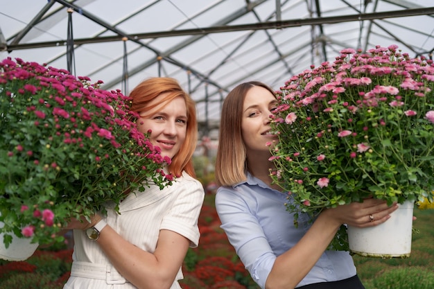 Portrait two adorable ladies posing with a bunches of pink chrysanthemums in a beautiful blooming green house with glass roof.