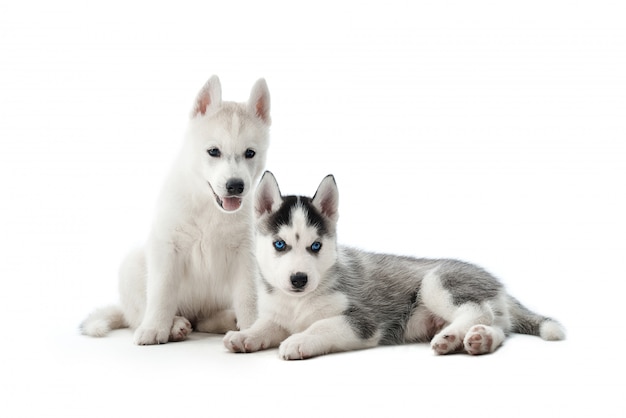 portrait of two cute and funny little puppies of siberian husky dog, with white and gray fur and blue eyes. Small dogs sitting on floor , posing, interesting looking. Isolate on white.