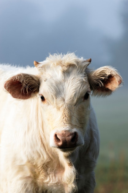 Free photo portrait of white cow an fog in autumn