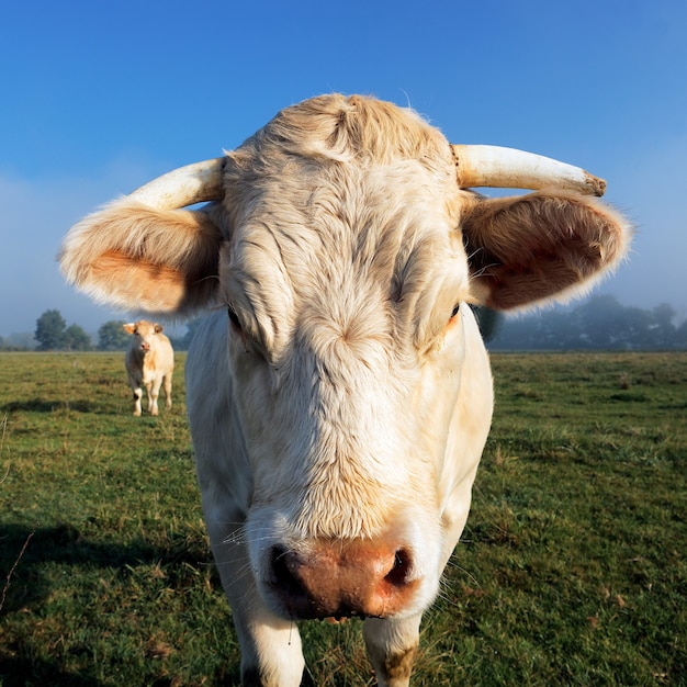 Free photo portrait of white cow in the morning light