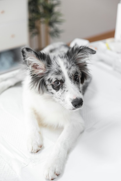 Portrait of white dog on table in clinic