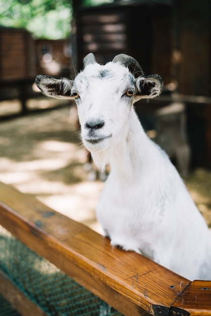 Free photo portrait of white goat