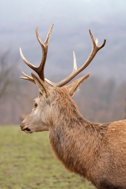 Free Photo portrait of wild deer in the forest