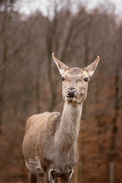 Portrait of wild deer in the forest