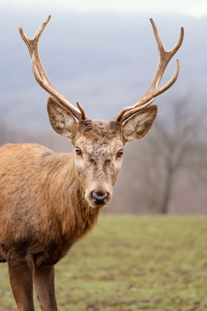 Portrait of wild deer in the forest