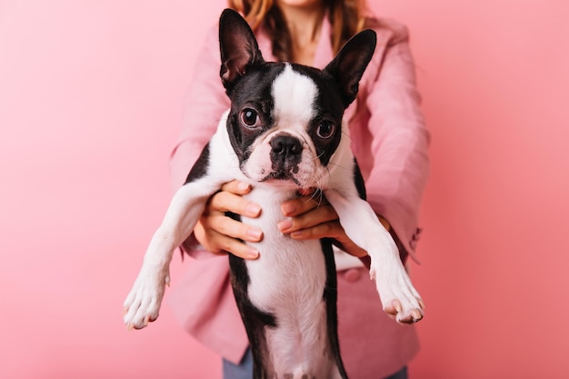 Free photo portrait of woman in pink jacket with french bulldog on foreground indoor shot of trendy female model holding puppy