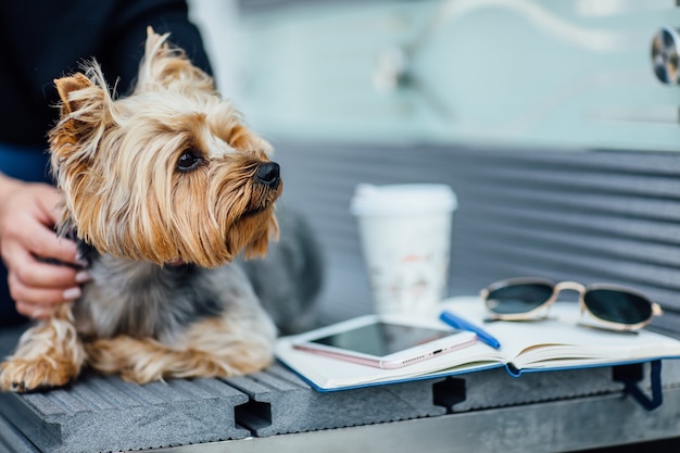 Portrait of Yorkshire Terrier dog siting on the bench, fashion concept. With his woman.