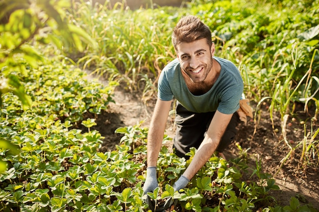 Portrait of young attractive bearded hispanic male gardener in blue t-shirt smiling in camera, working n garden, picking harvest, spending morning outdoors