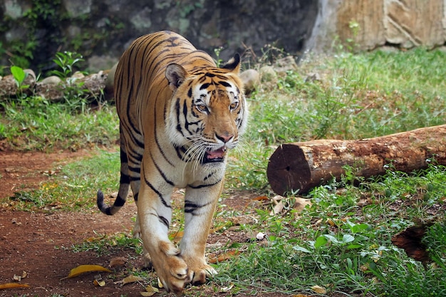 Free Photo portrait of young bengal tiger closeup head bengal tiger male of bengal tiger closeup