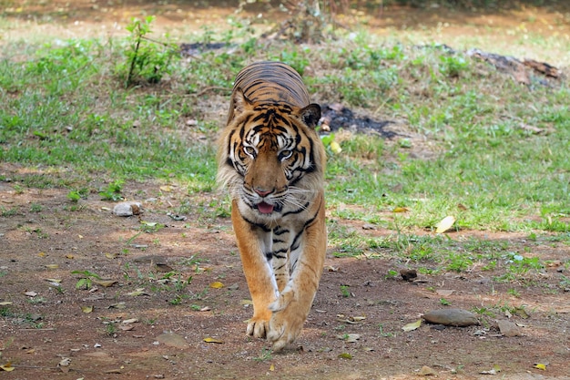 Free photo portrait of young bengal tiger closeup head bengal tiger male of bengal tiger closeup