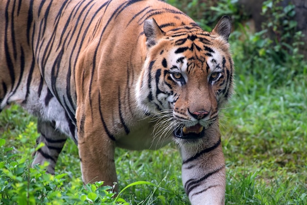 Portrait of young bengal tiger closeup tiger