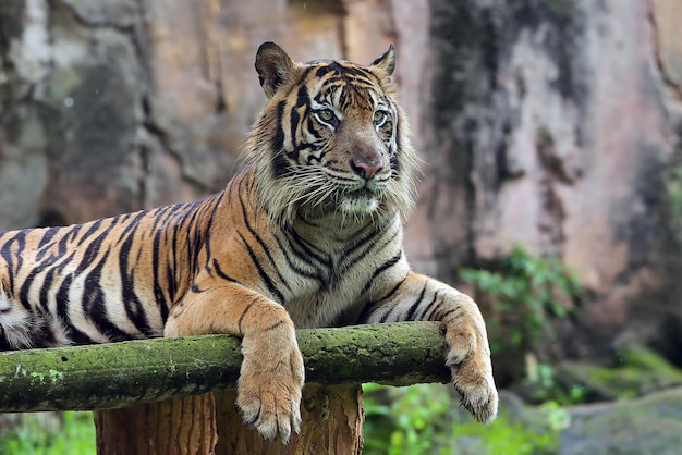 Free Photo portrait of young bengal tiger