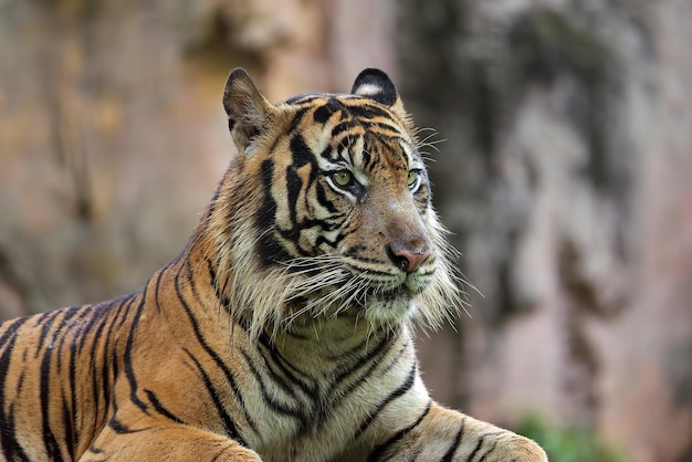 Free Photo portrait of young bengal tiger