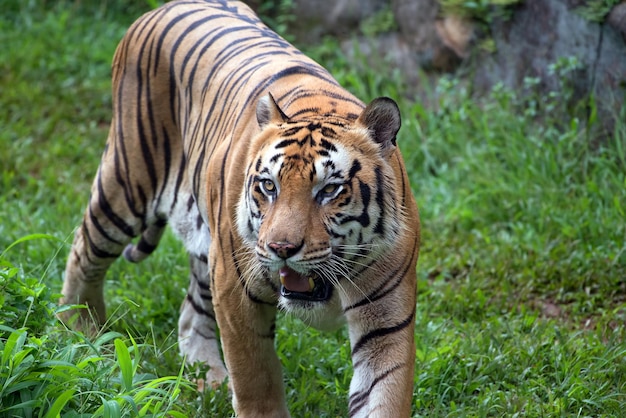 Portrait of young bengal tiger