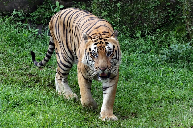 Portrait of young bengal tiger