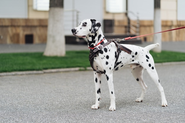 Portrait of a young dalmatian dog on a city street, a white beautiful dotted dog walks, copy space