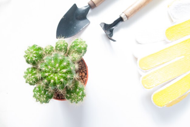 Pot of cactus and garden tools isolated on white background