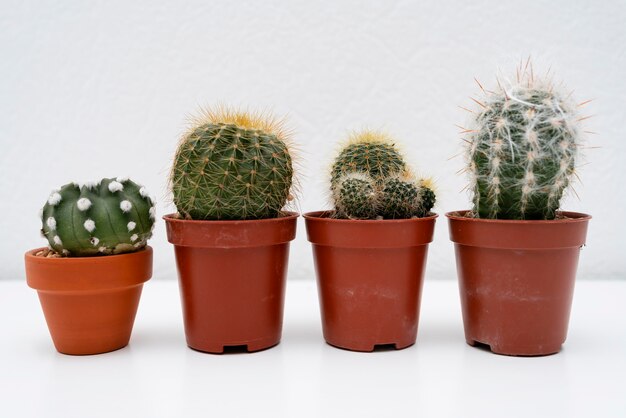 Pot of plants aligned on table