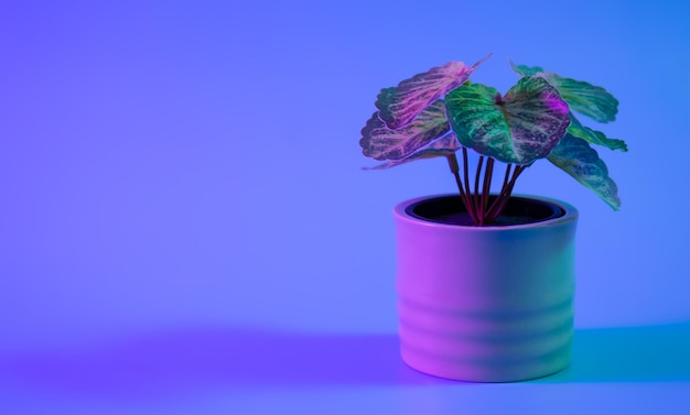 Free photo pot with houseplant isolated in neon lighting