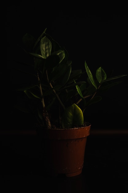 Free Photo pot with nice plant