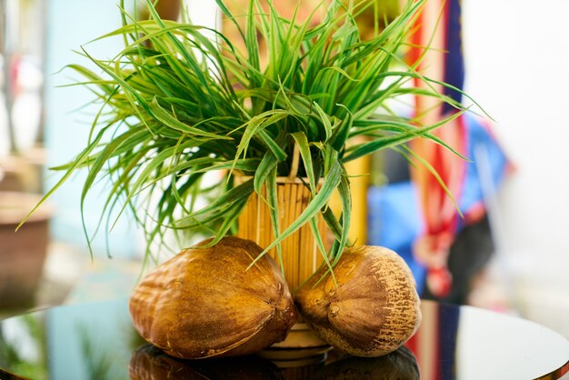 Pot with a plant