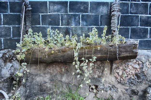 Free Photo pot with plants on a trunk hung by ropes