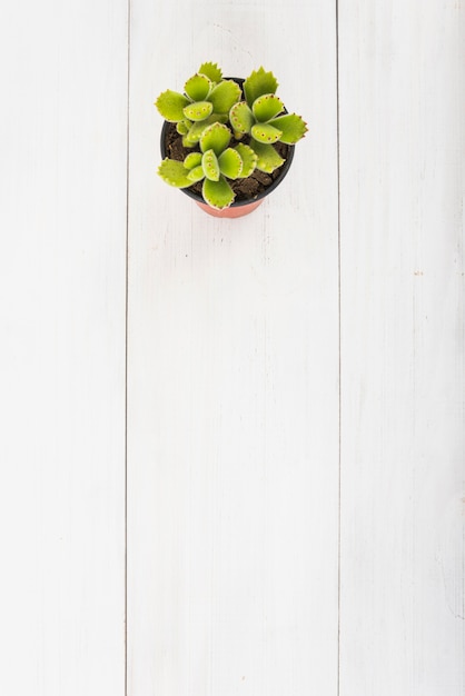 Free photo pot with succulent on table