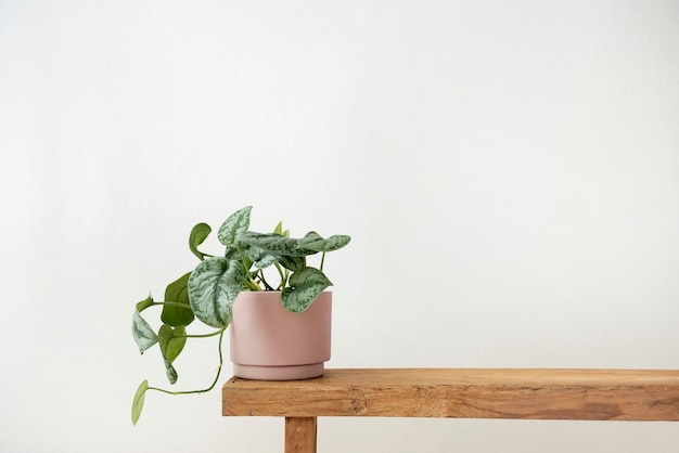 Free Photo pothos plant in a pot on a bench