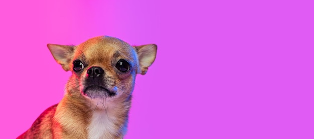 Potrait of small cute dog chihuahua posing isolated over pink studio background in neon light