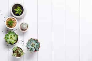 Free photo potted cactus and succulent border flat lay with blank space